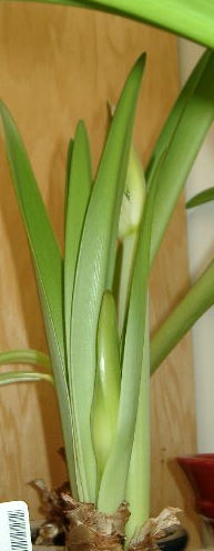 Secondbud