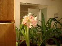 amaryllis jungle