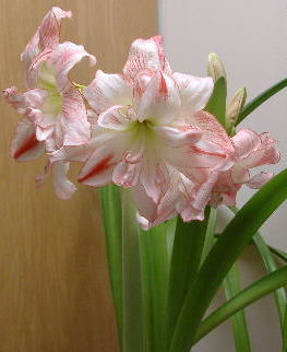 aphrodite amaryllis