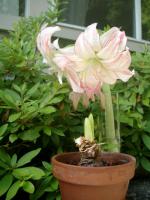 Aphrodite amaryllis