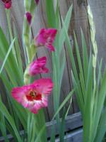 Mom’s glads