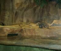 African River Otter