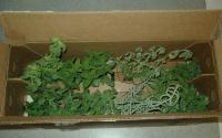 mint plants and Italian seasoning
