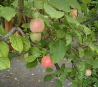 Fuji apple tree
