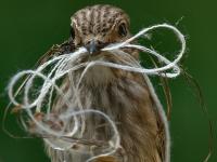 knitter’s knesting instinct