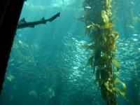 the sardines in the biggest tank at Monterey