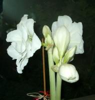 keeping watch over their flora by night