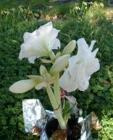 Sue’s white amaryllis
