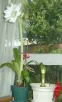 Sue’s white amaryllis and Lene’s bud