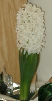Nina’s birthday hyacinth