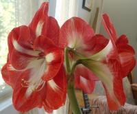 Lene’s amaryllis