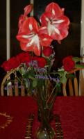 Lene’s amaryllis and Richard’s roses