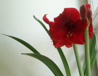 yet another amaryllis is just opening up