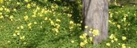 oxalis and tree