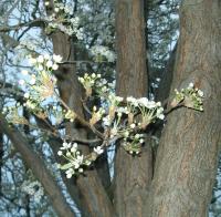 Flowering plum in spring, ready to open up