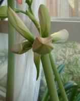 Amaryllis impersonating a giraffe face