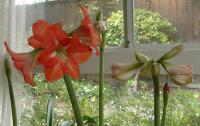 Amaryllis patch