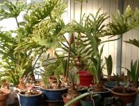 up and coming amaryllis crop