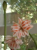 Dancing Queen and Lene’s second stalk