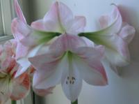 apple blossom amaryllis