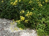 Californian snowdrifts–flowering pear petals