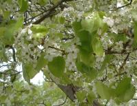flowering pear tree starting to leaf out
