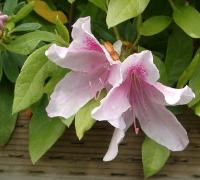 Azaleas with rhodo-type flowers