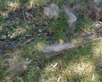 wool fluffs for nesting season