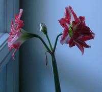 Dancing Queen amaryllis at three years old
