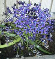 funky violet thing, an allium from outer space