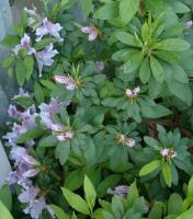 azaleas