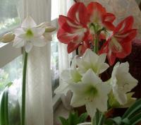 Picotee amaryllis joining the crew