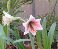 trumpet amaryllis variety