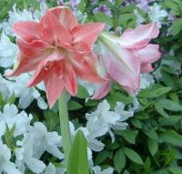 double-flowered amaryllis, I forget which variety