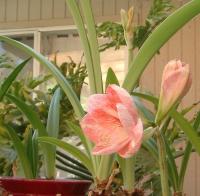 amaryllis on the back patio