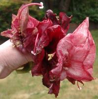 spent amaryllis blossoms that inspired all this