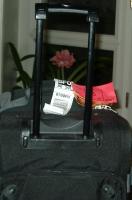Lady Jane amaryllis packs its bags