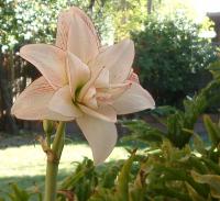 Picotee amaryllis blooming for the third year