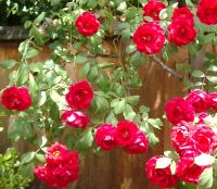 red roses