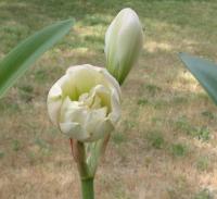 Opening up gradually, stitch by stitch