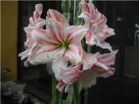 Dancing Queen amaryllis