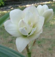 white double amaryllis