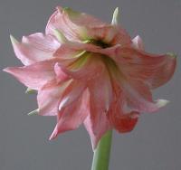 Another amaryllis opened up yesterday!