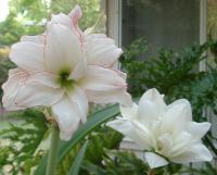 Picotee amaryllis and double white