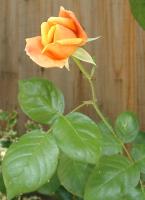 yellow rose that fades to pink