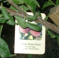 Santa Rosa plum