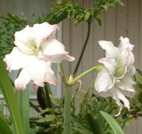 still blooming!
