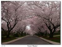 The other cherry blossoms in DC