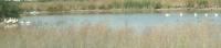pelicans at the Baylands