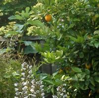 fig and lemon trees=dessert!